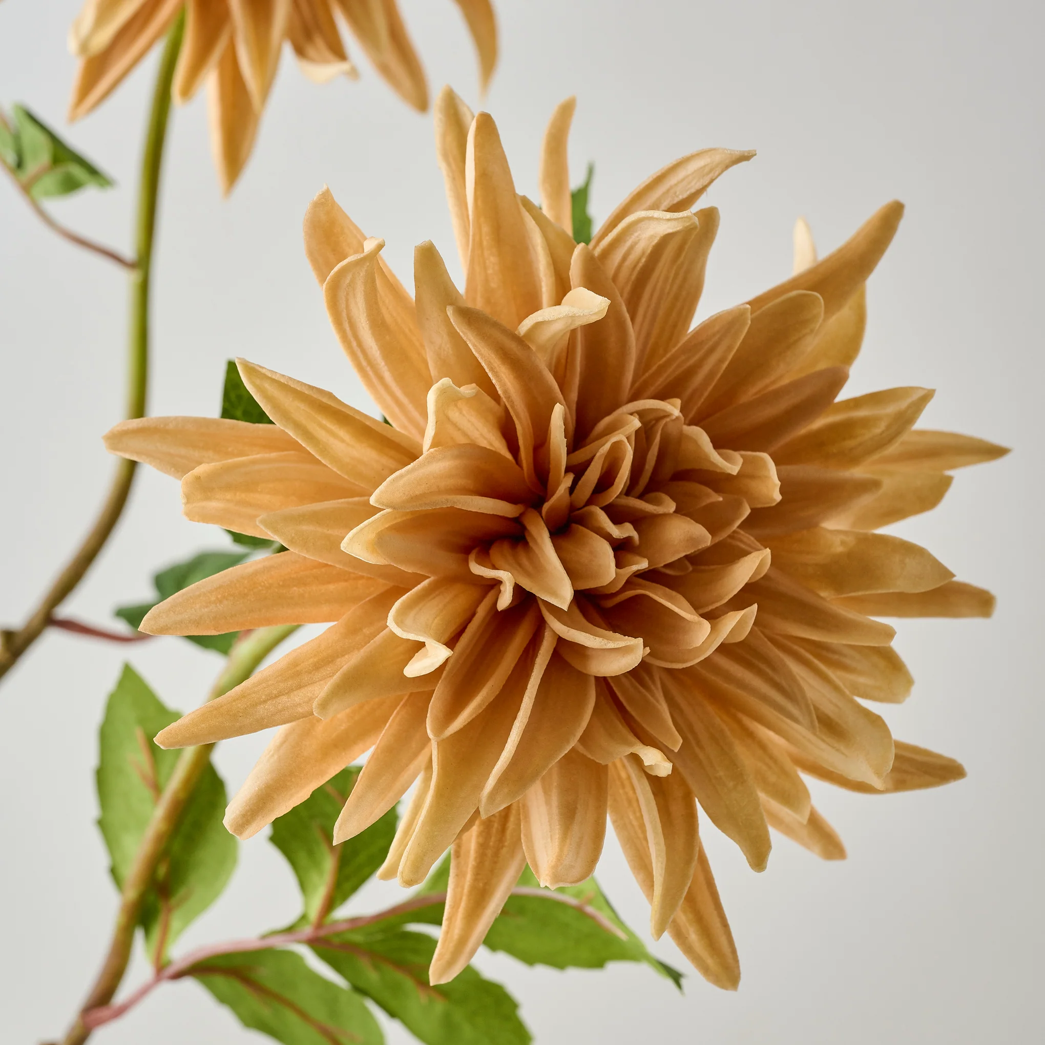 Autumnal Dahlia - Image 5