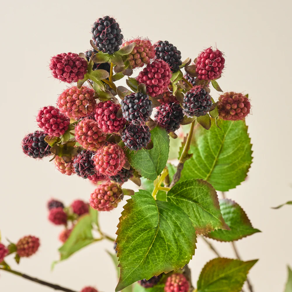 Blackberry Vine Stem - Image 3