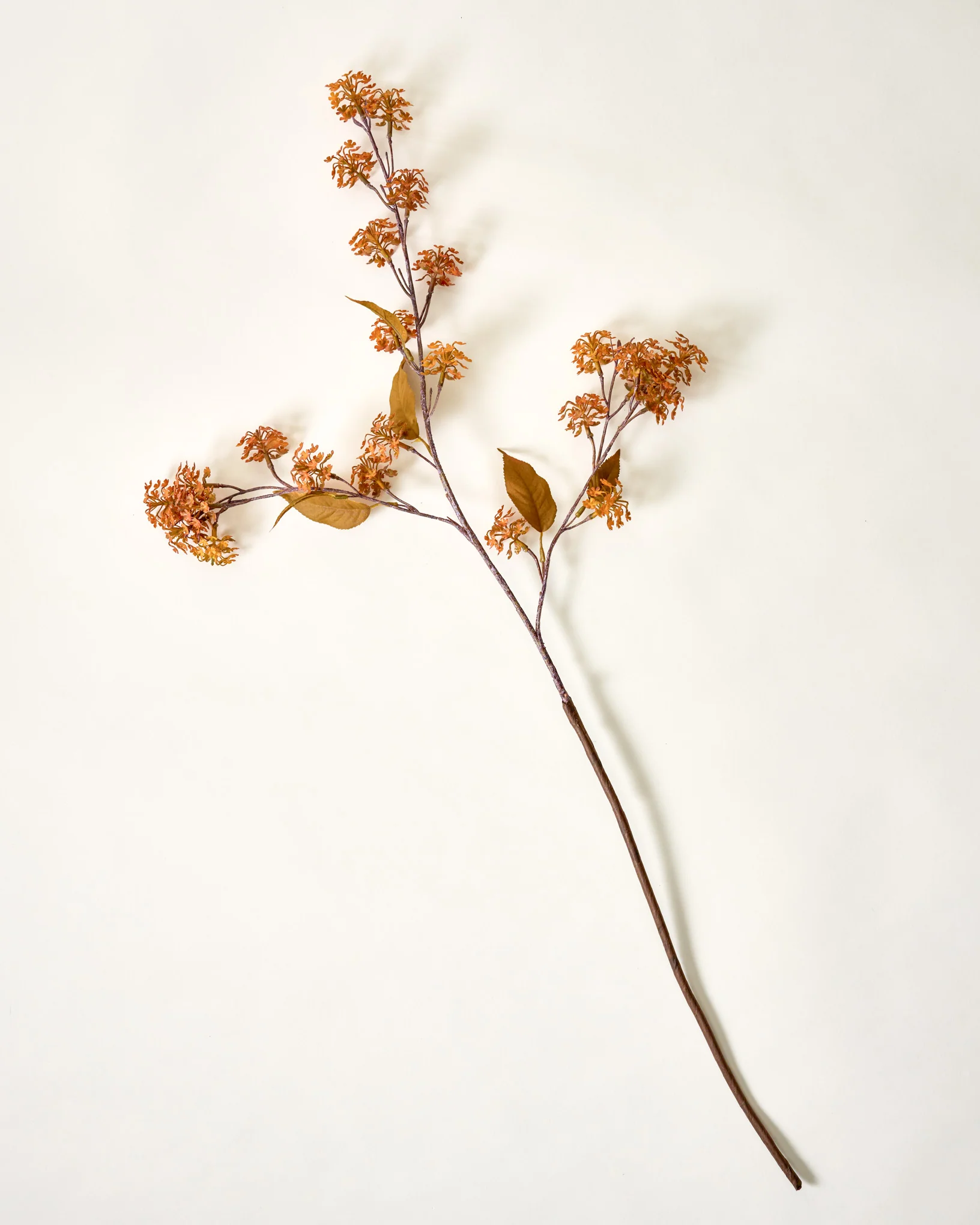 Elderberry Stem - Image 3