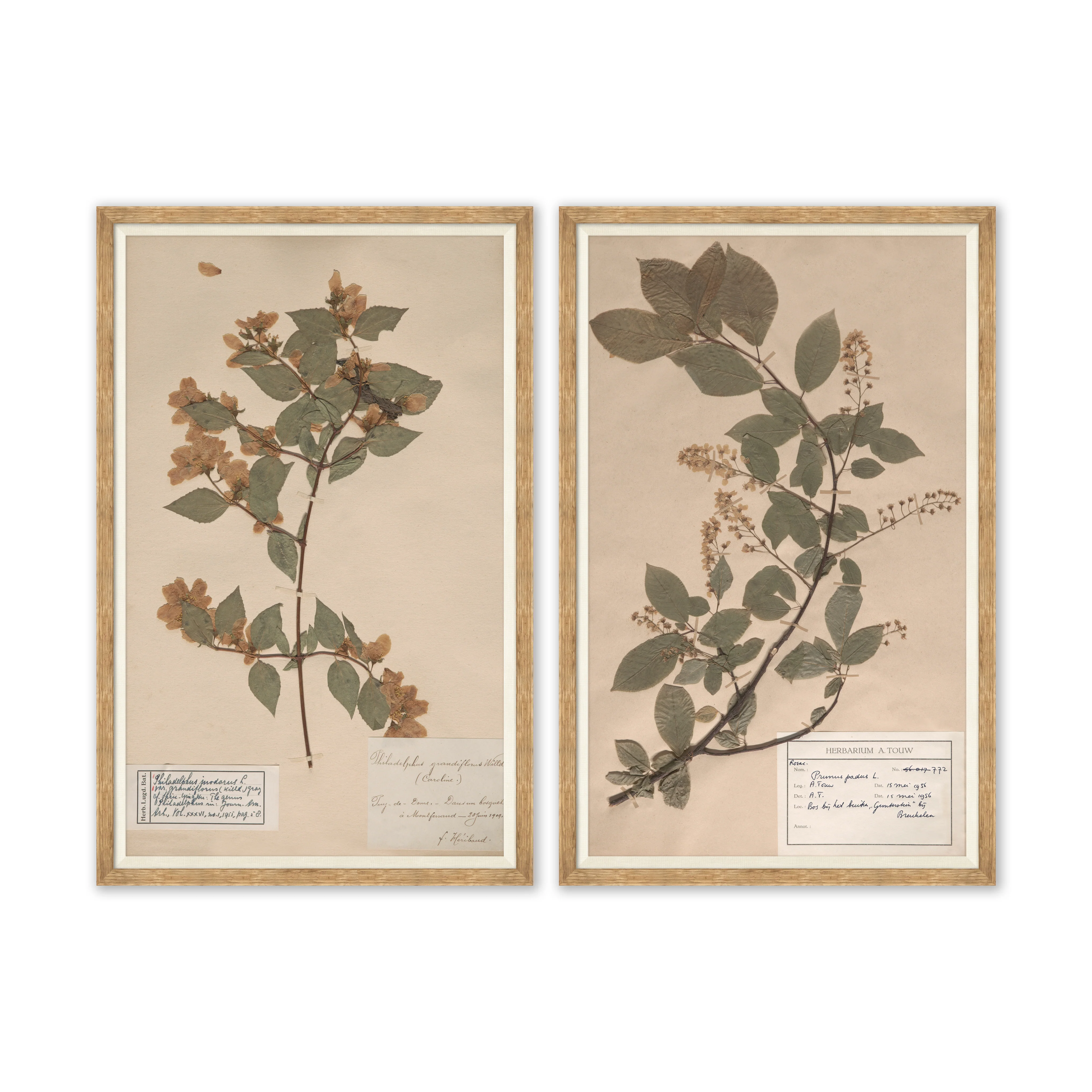 Herbarium Specimen II - Image 2