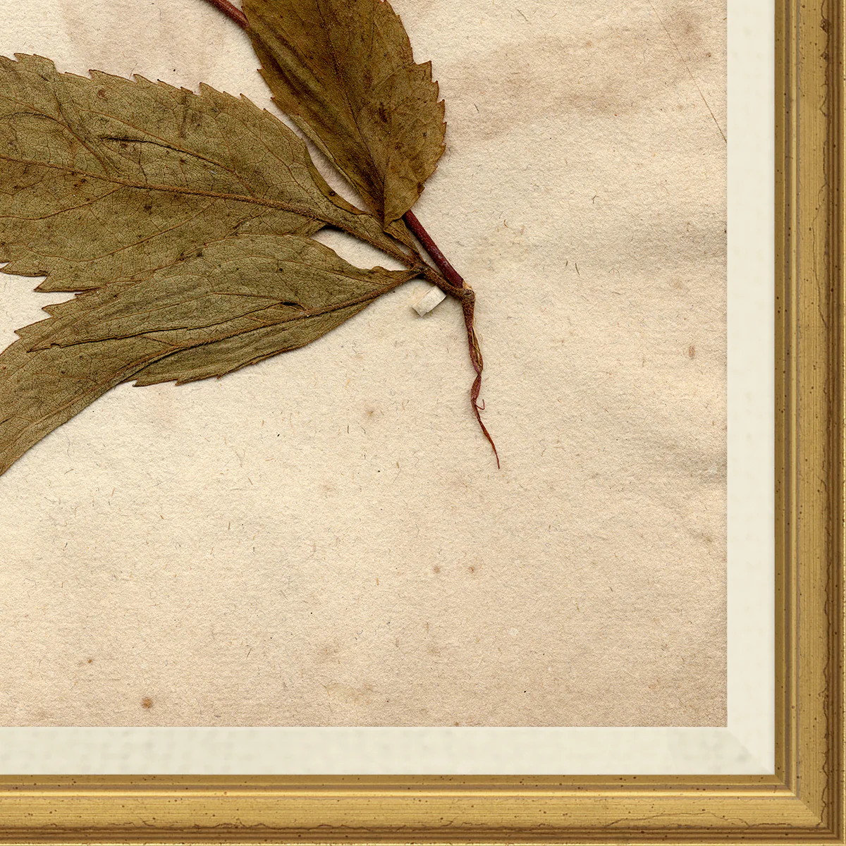 Pressed Floral X - Image 2