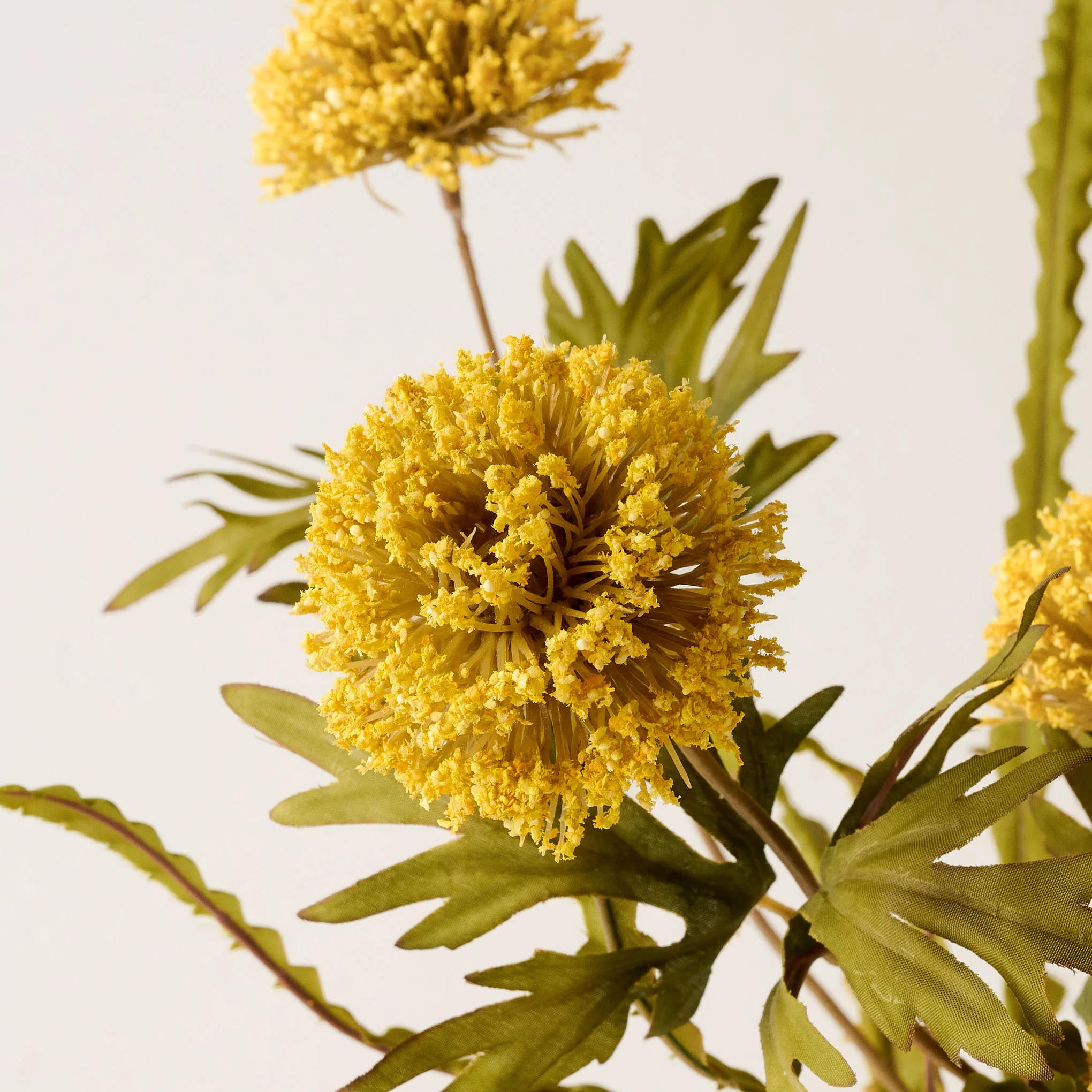 Large Thistle Bush - Image 6