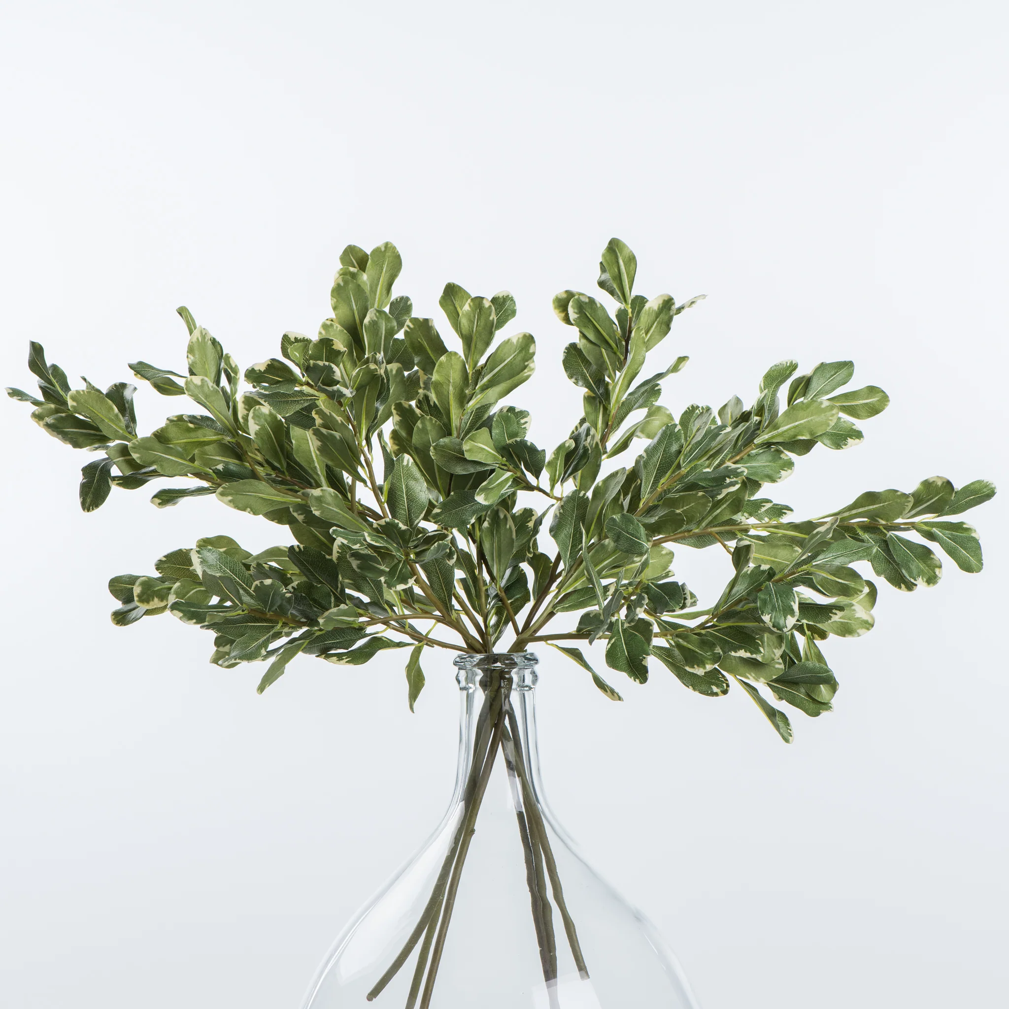 Pittosporum Leaf Stem - Image 2