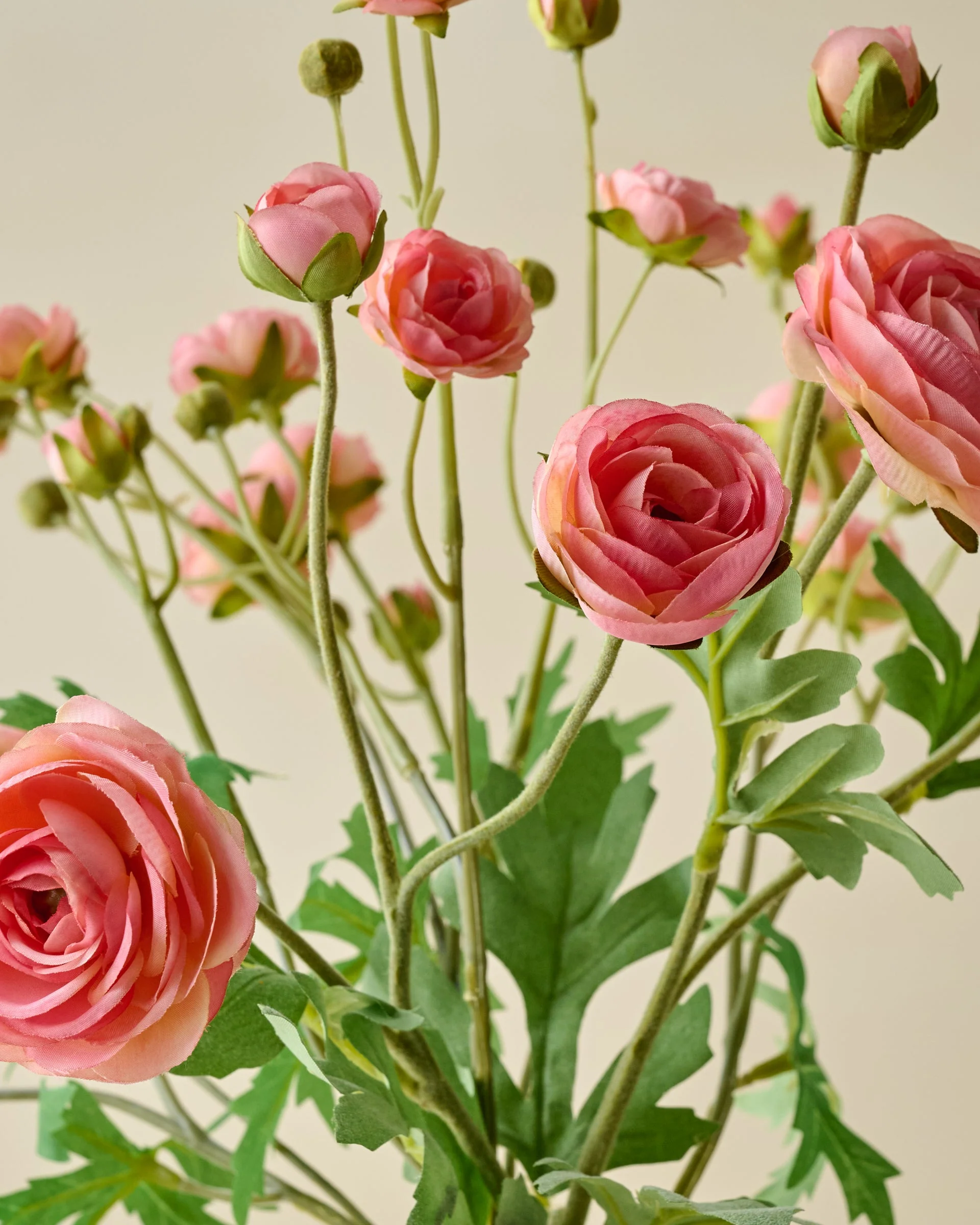 Ranunculus Bloom Bundle - Image 12