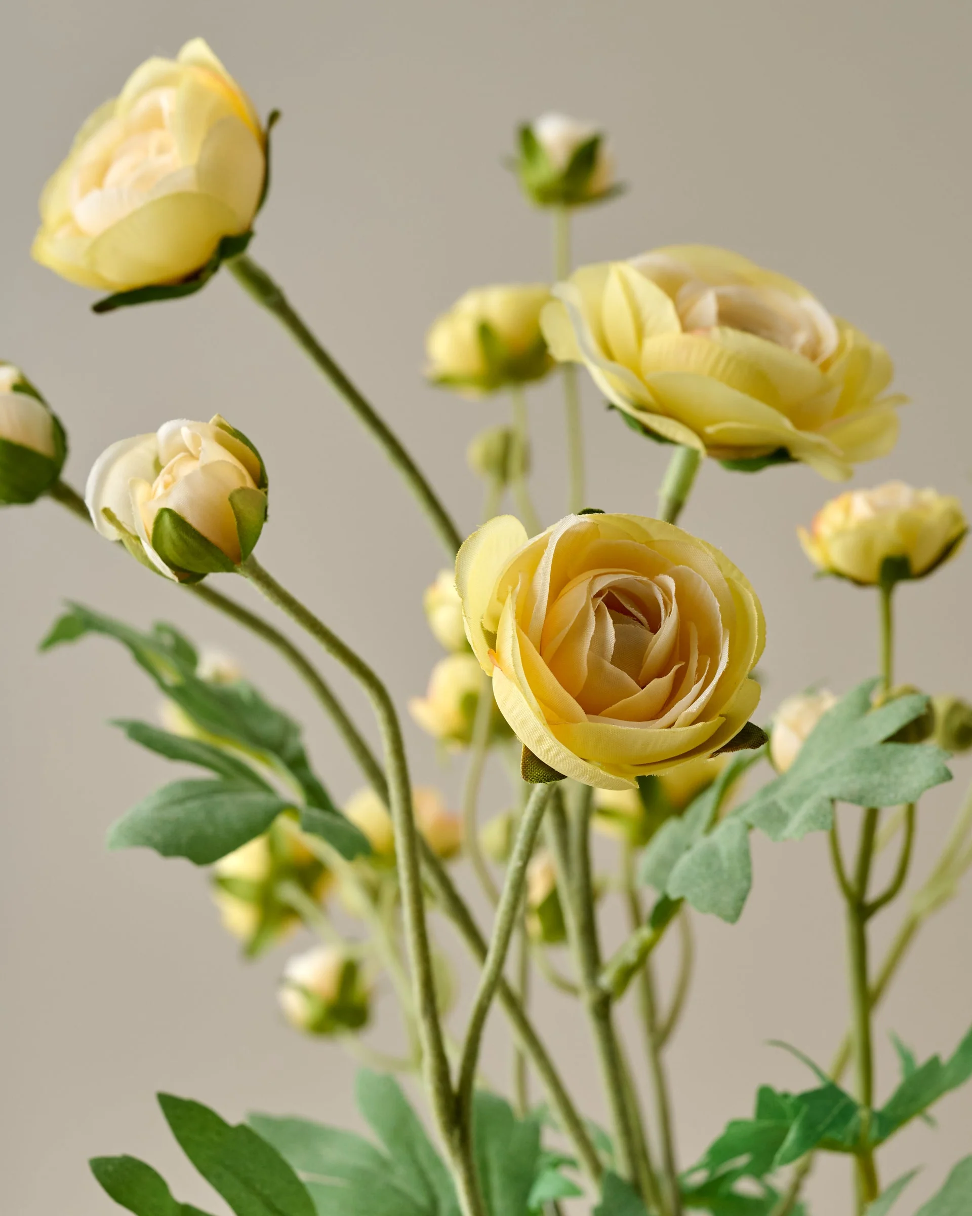 Ranunculus Bloom Bundle - Image 3