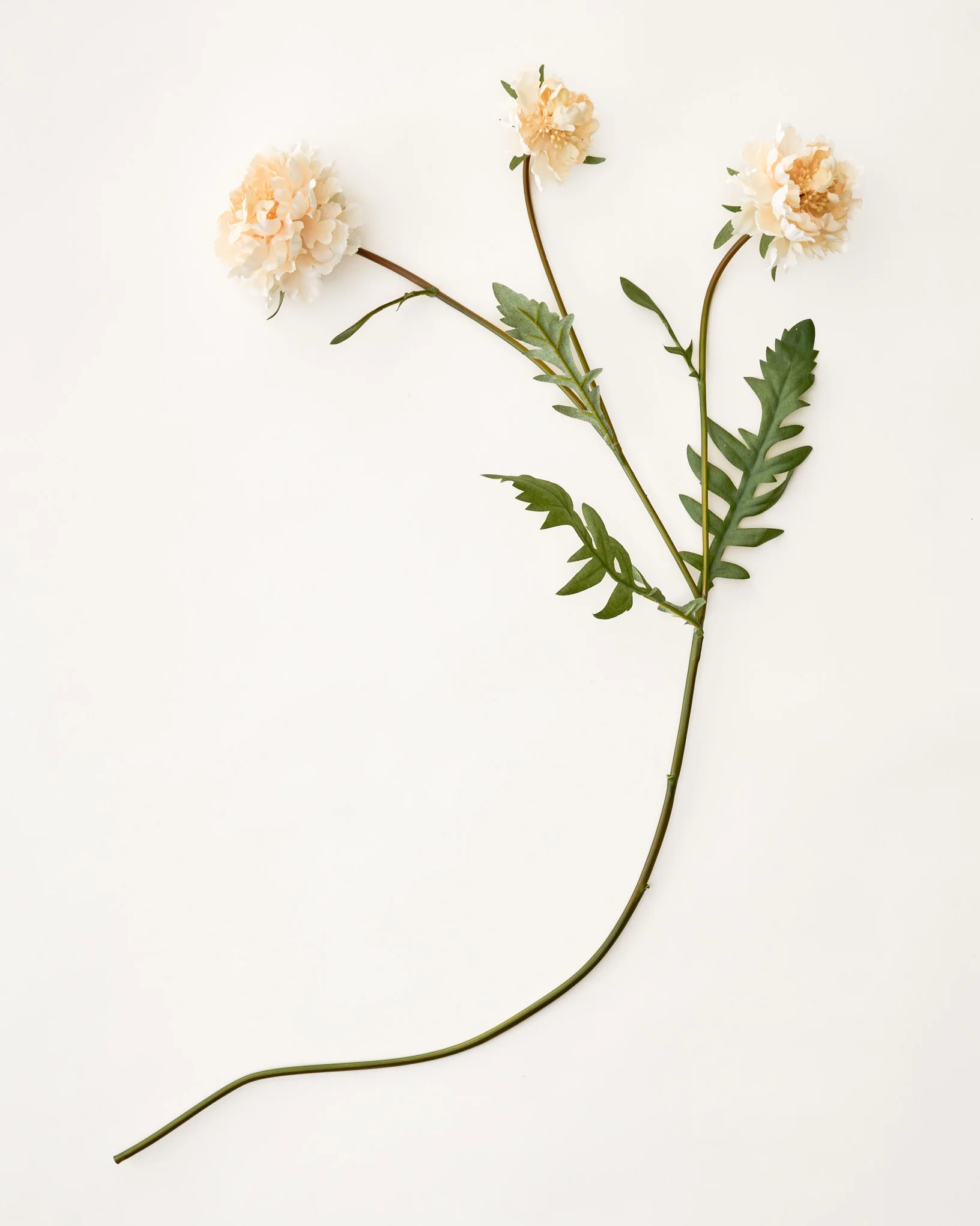 Real Touch Cream Scabiosa Stem - Image 3