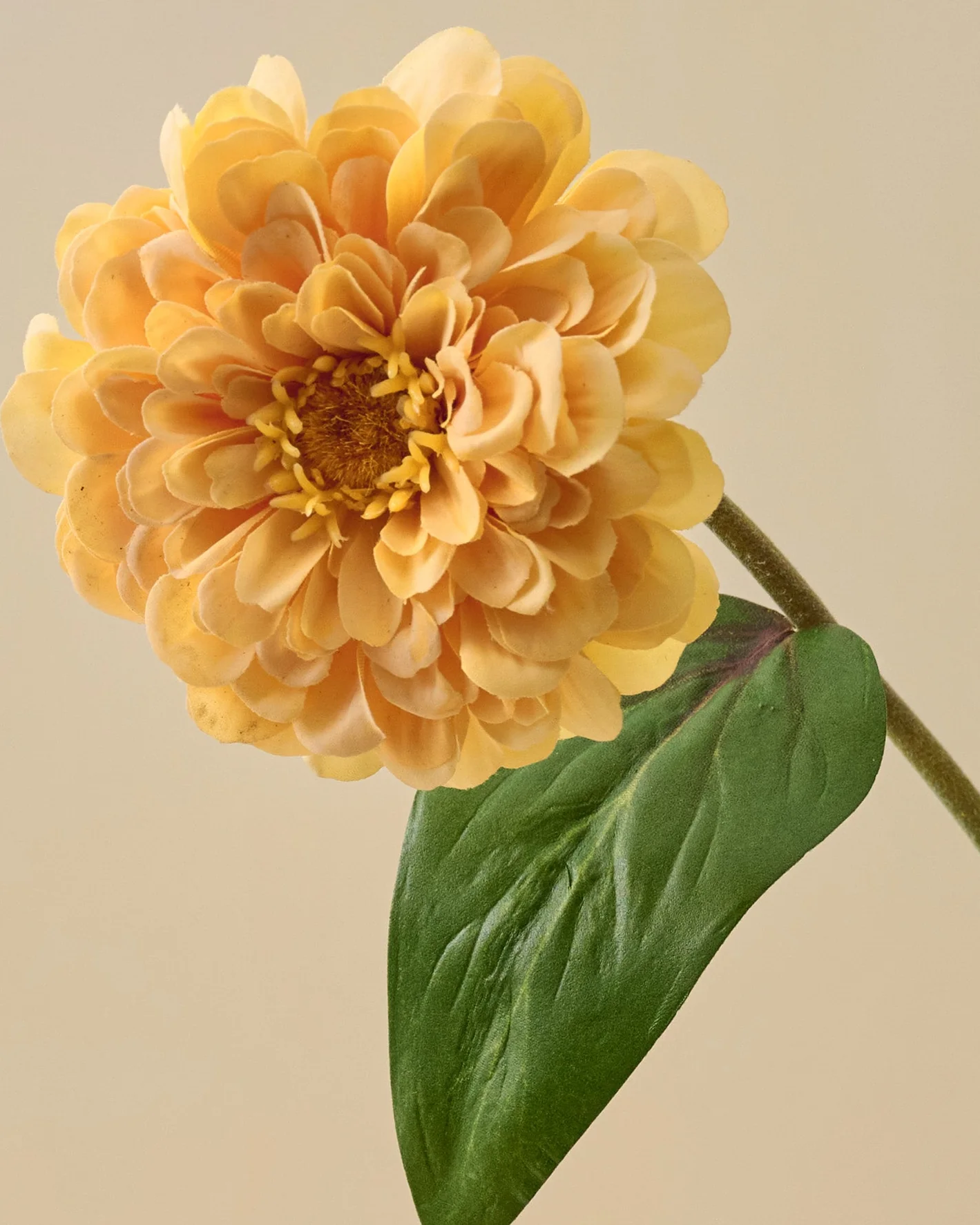 Real Touch Zinnia Stem - Image 12