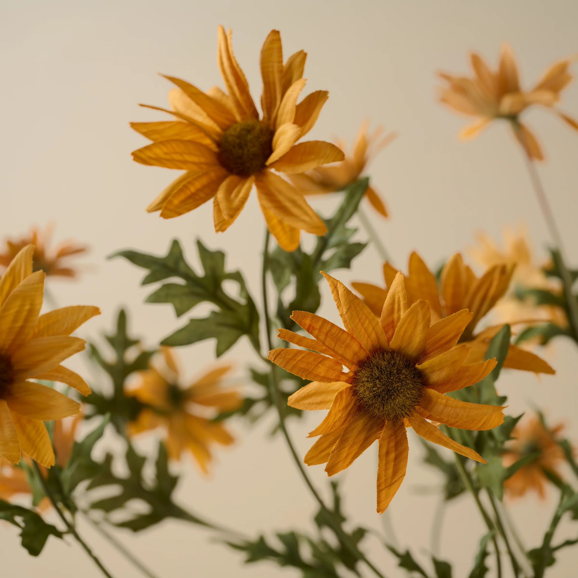 Wild Daisy Bouquet - Image 3