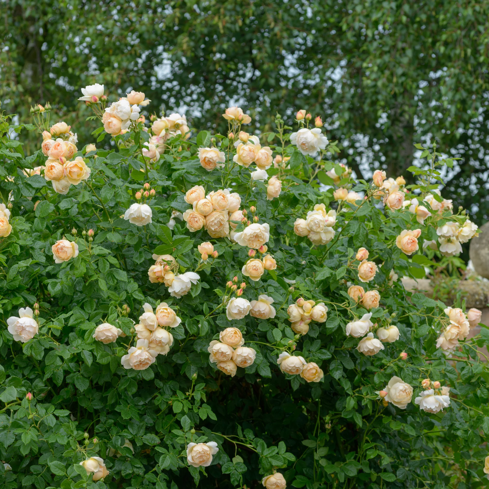 Wollerton Old Hall™ Rose Bush - Image 5