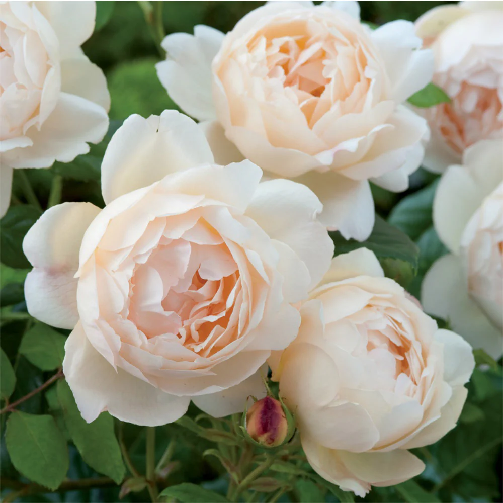 Wollerton Old Hall™ Rose Bush - Image 6