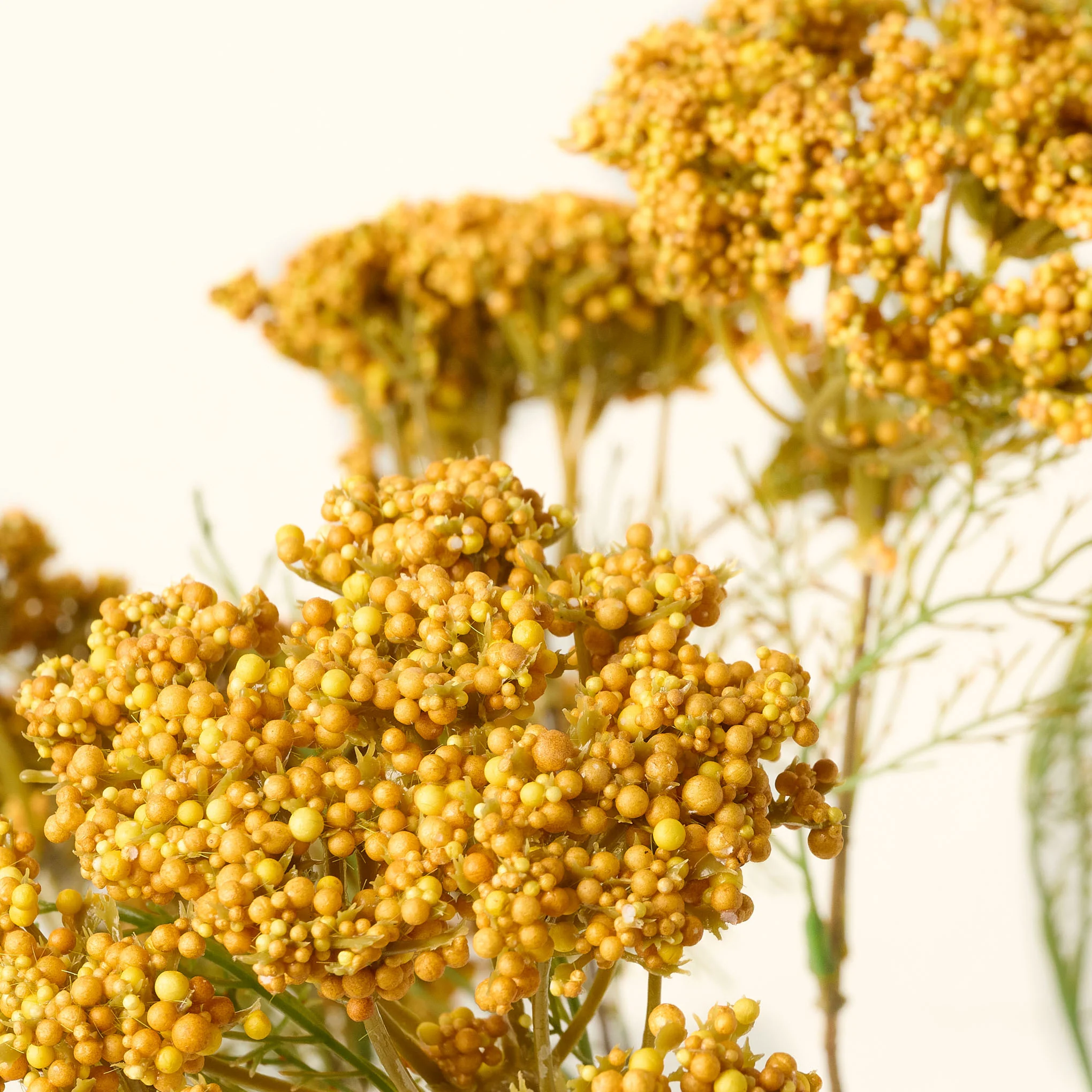 Yellow Queen Anne Lace Bush - Image 2